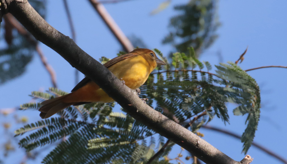 Female Baltimore Oriole